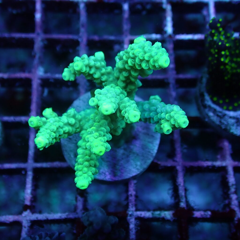 Acropora Frag