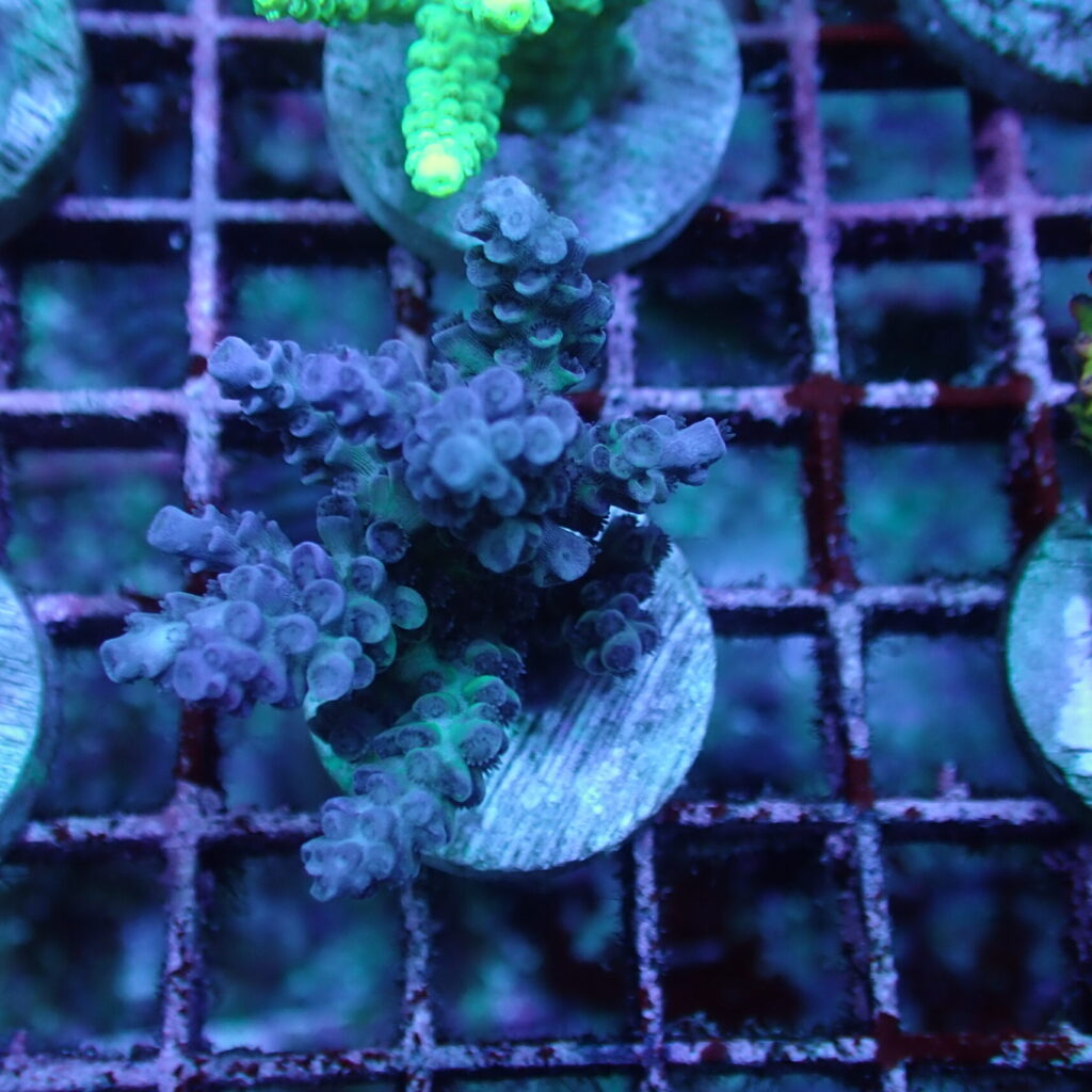 Acropora Frag