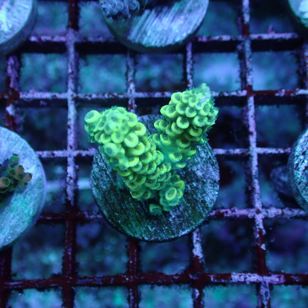 Acropora Frag
