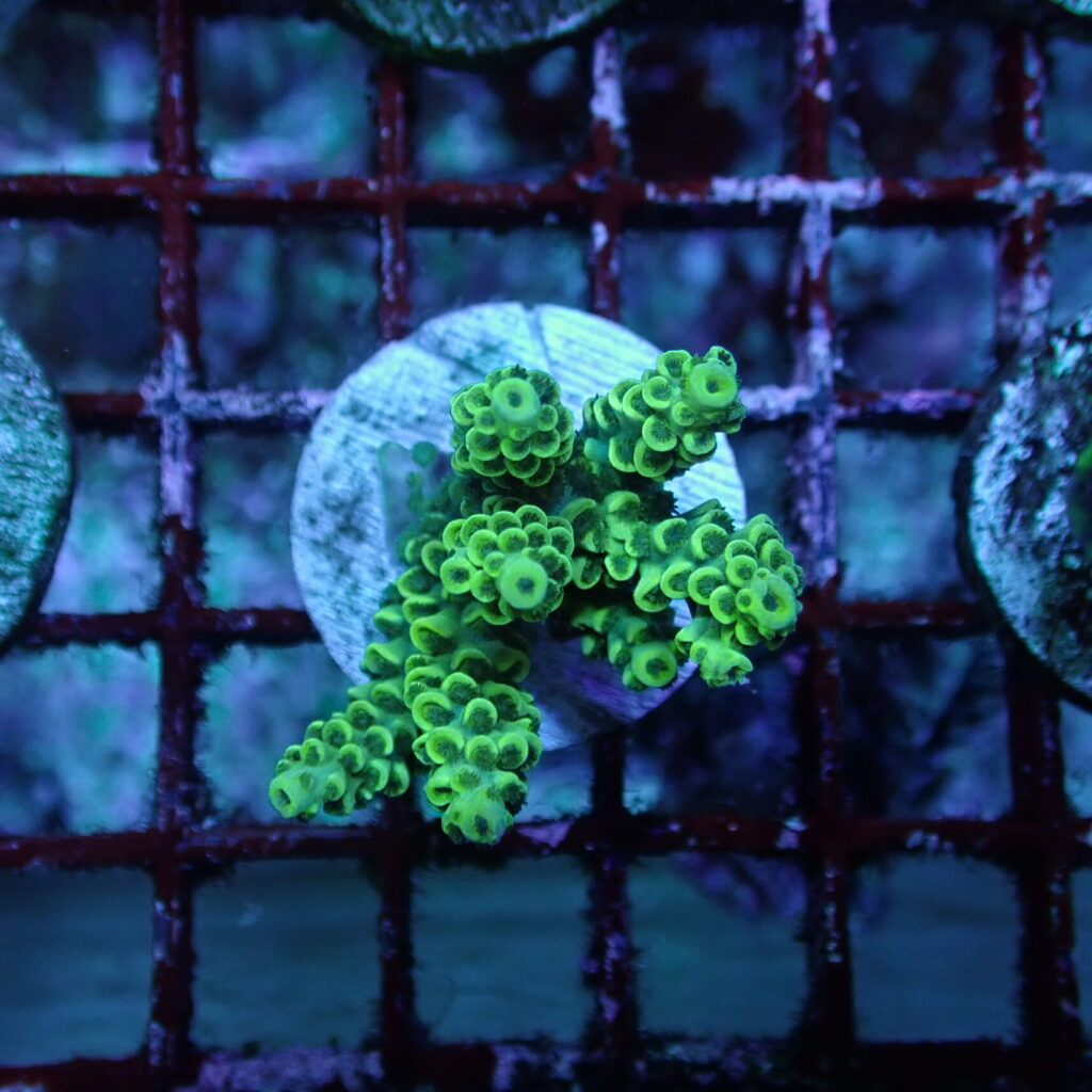 Acropora Frag