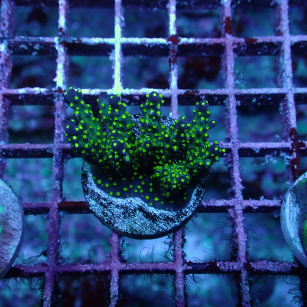 Acropora Valida Frag