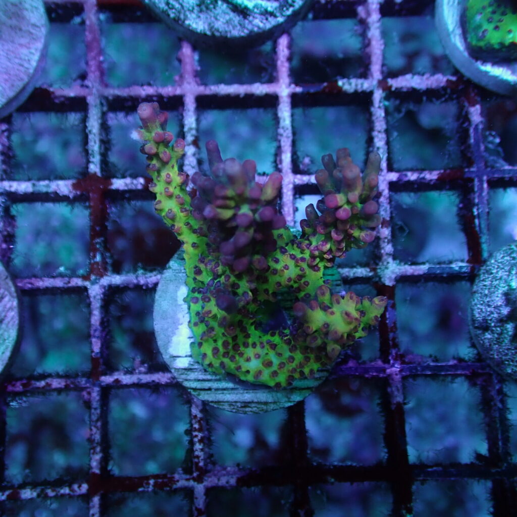 Acropora Strawberry Shortcake Frag