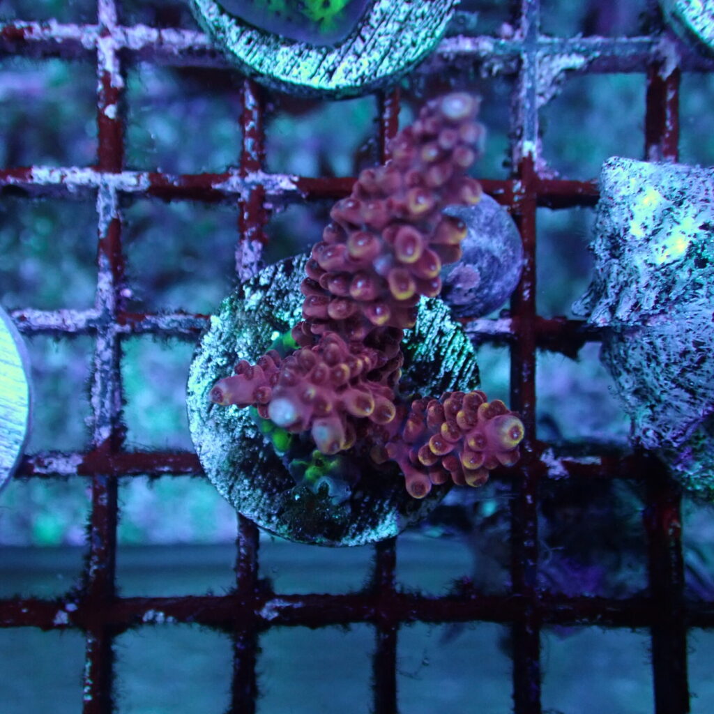 Acropora Frag