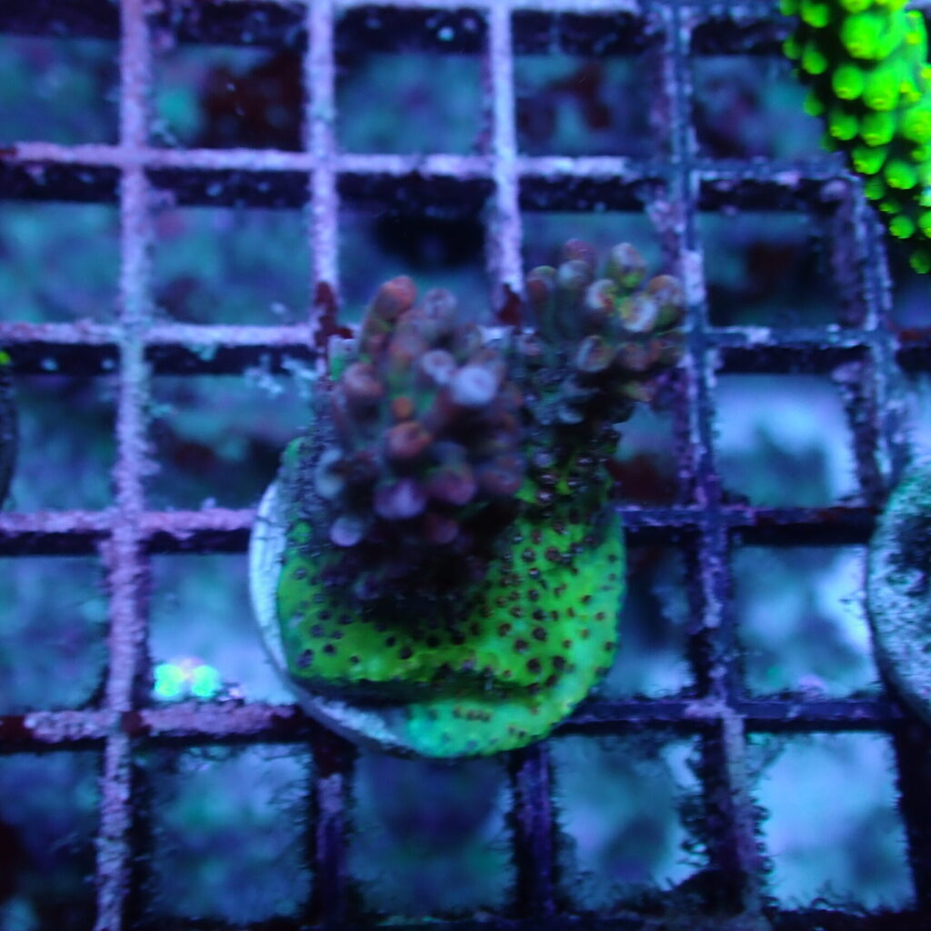 Acropora Strawberry Shortcake Frag