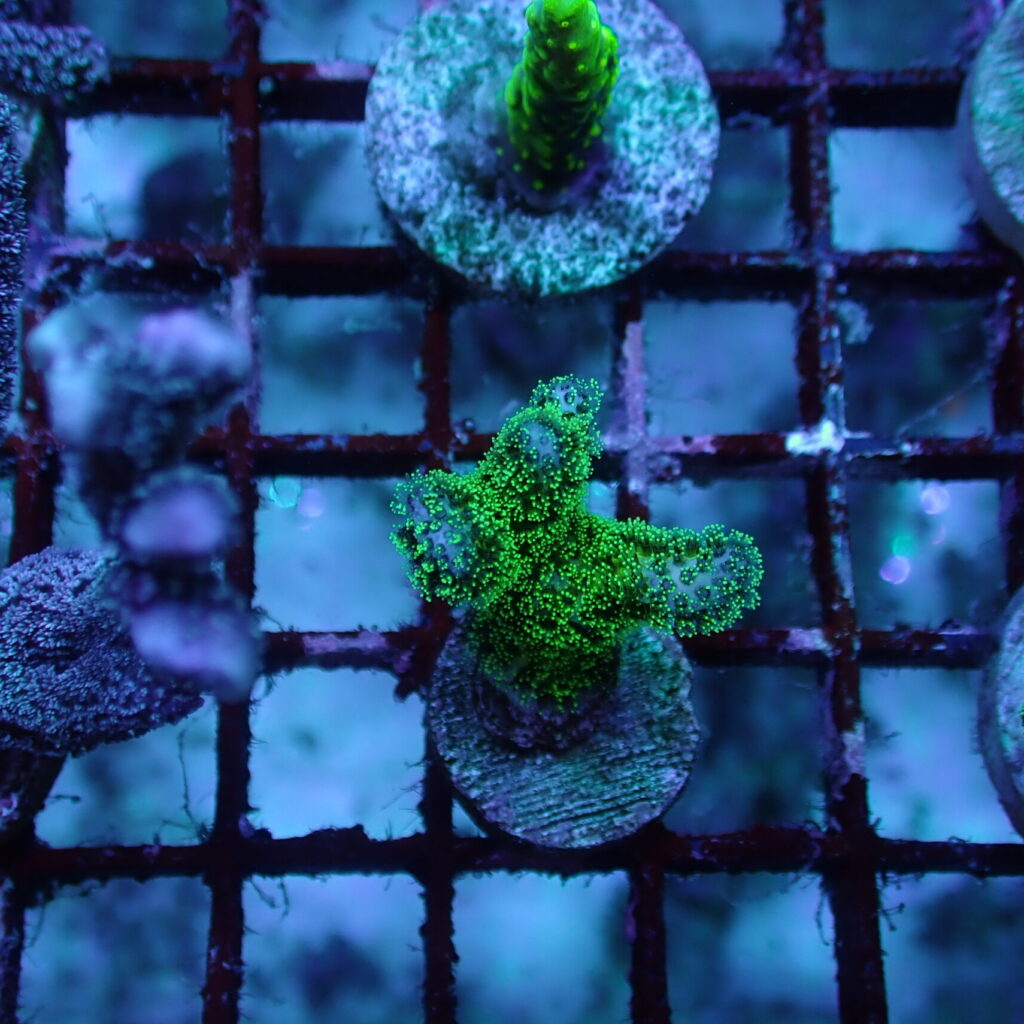 Pocillopora Frag
