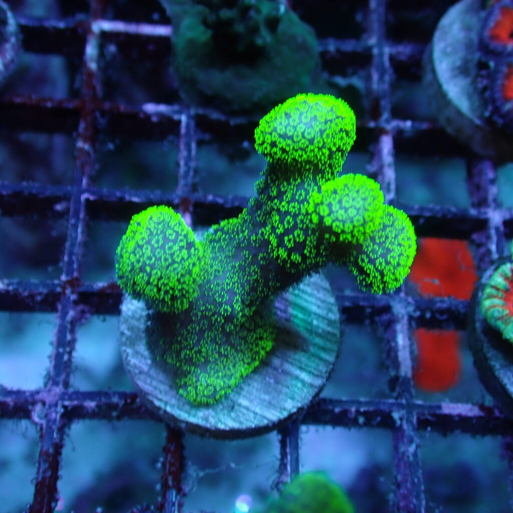 Stylophora Frag