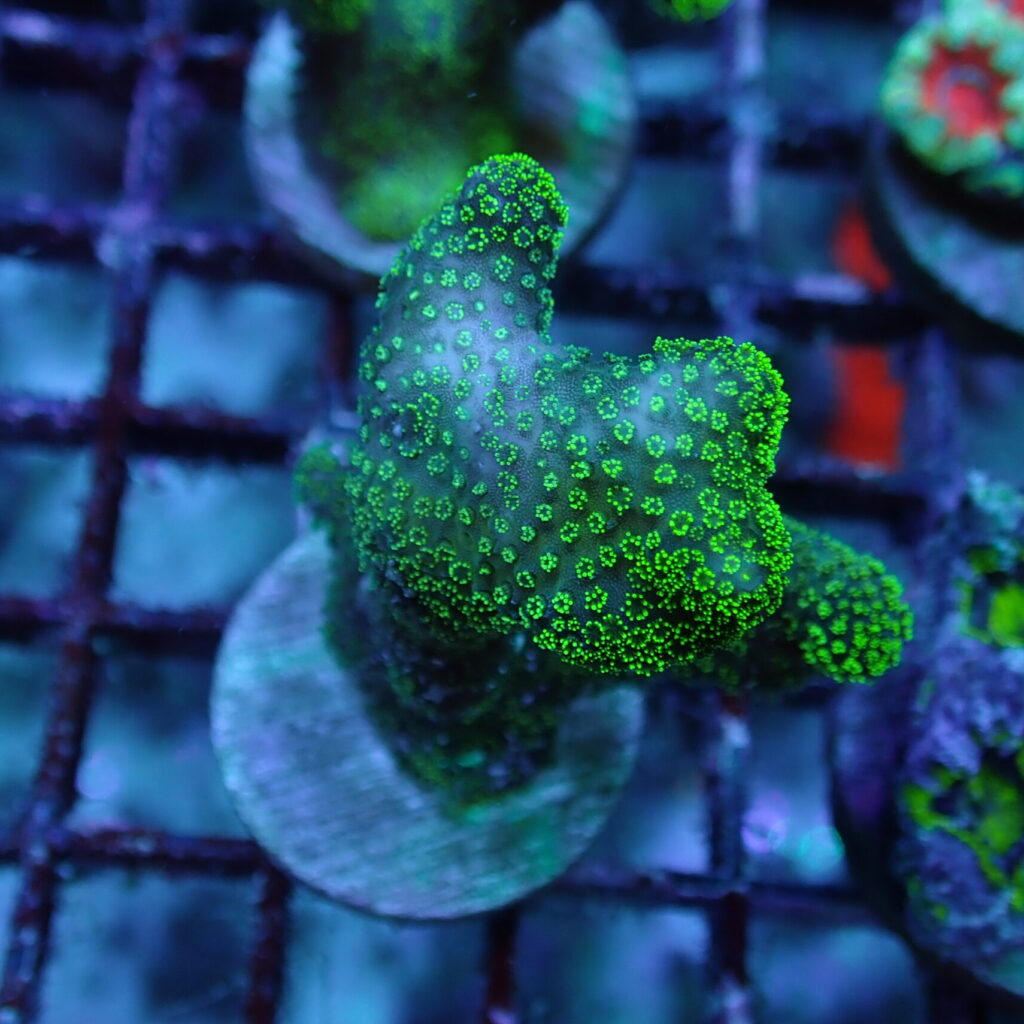 Stylophora Frag