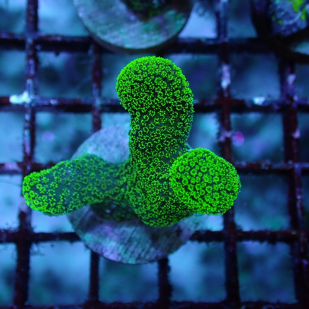 Stylophora Frag