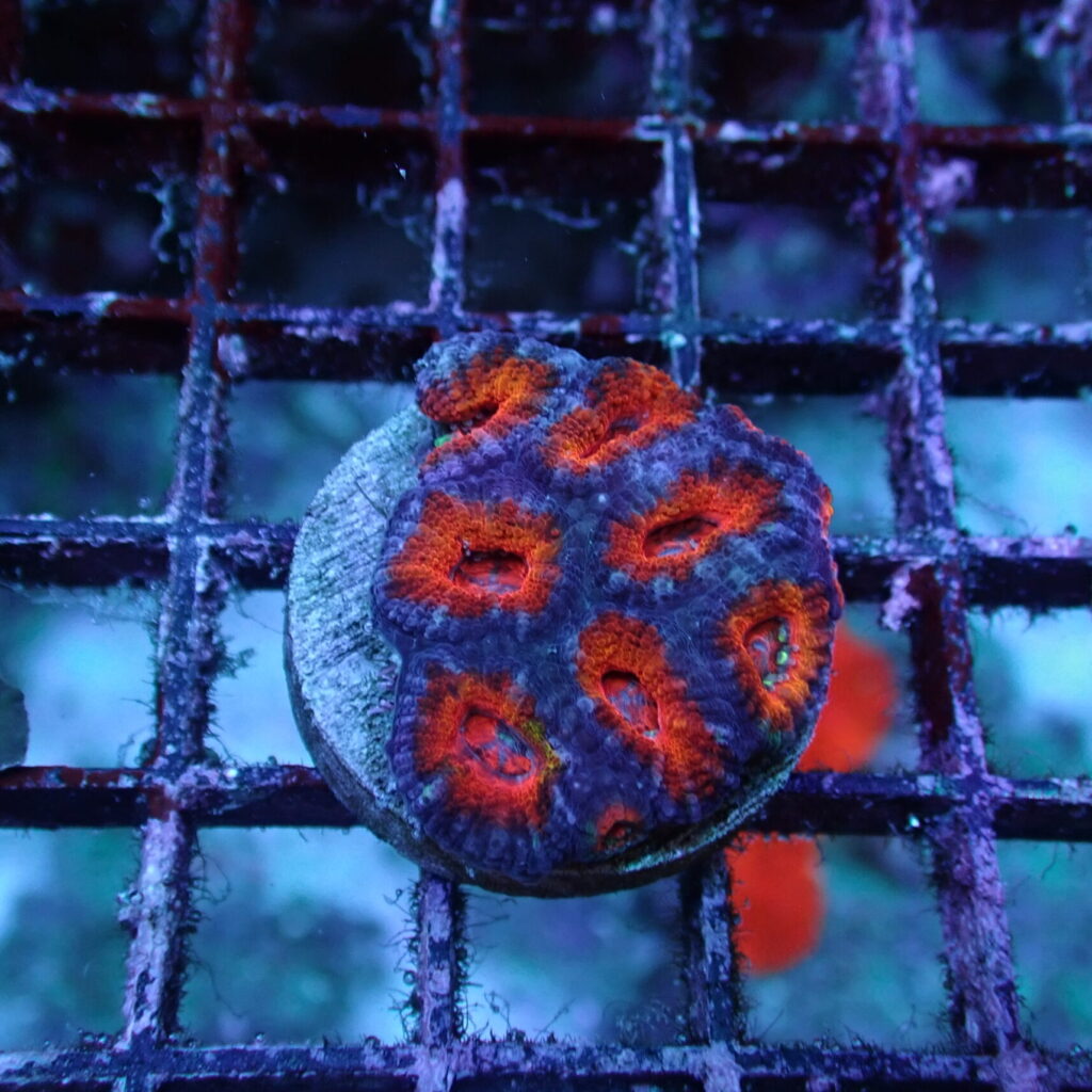 Acan Frag A Grade
