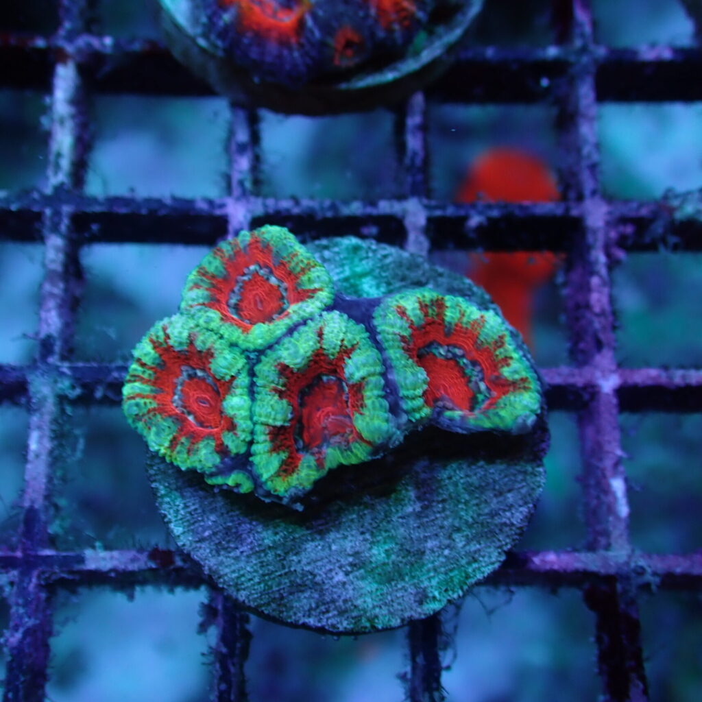 Acan Frag A Grade