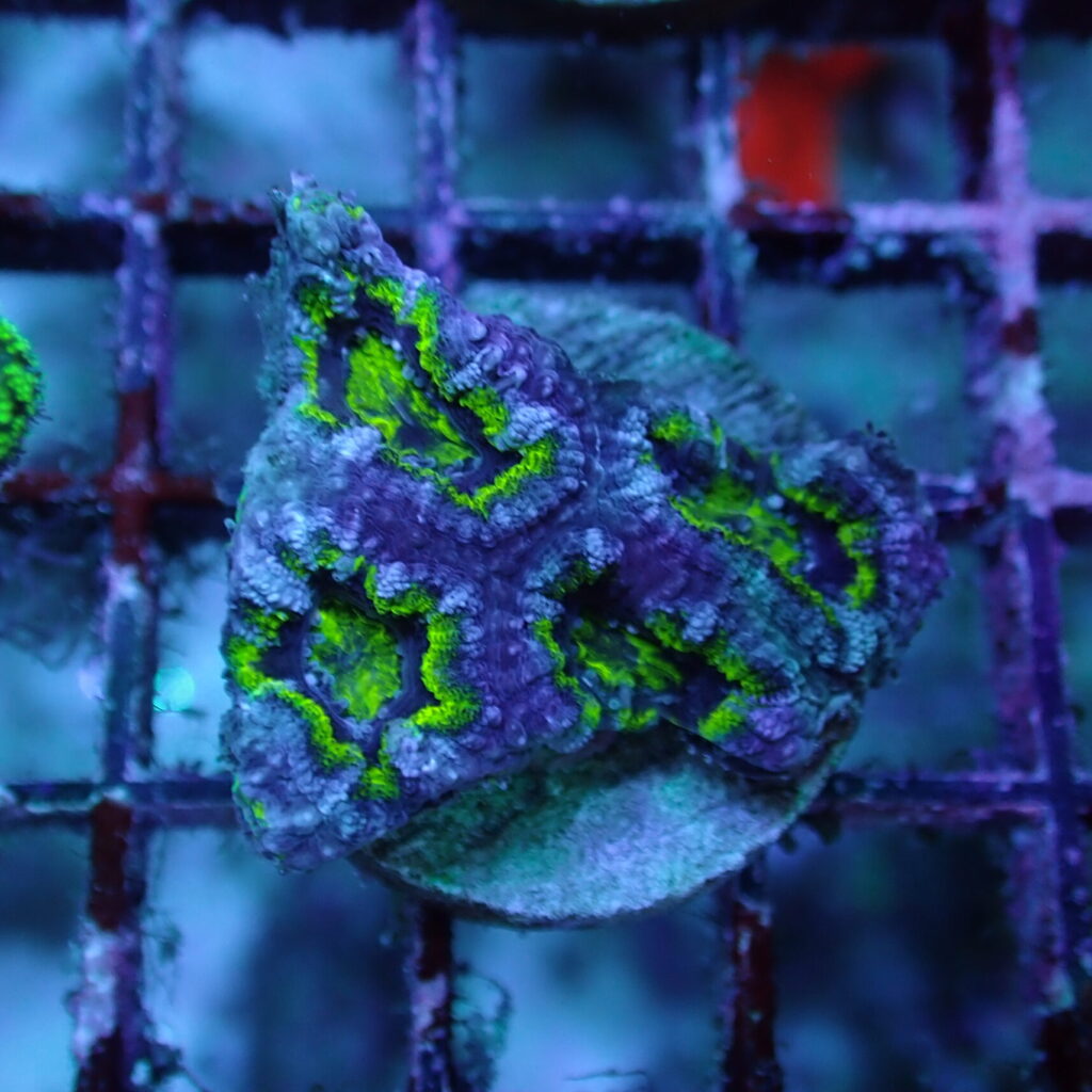 Acan Frag A Grade
