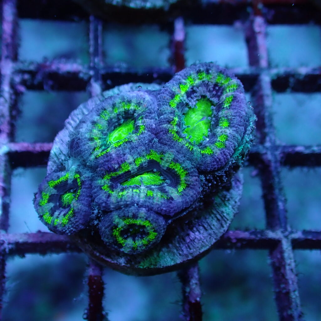 Acan Frag A Grade