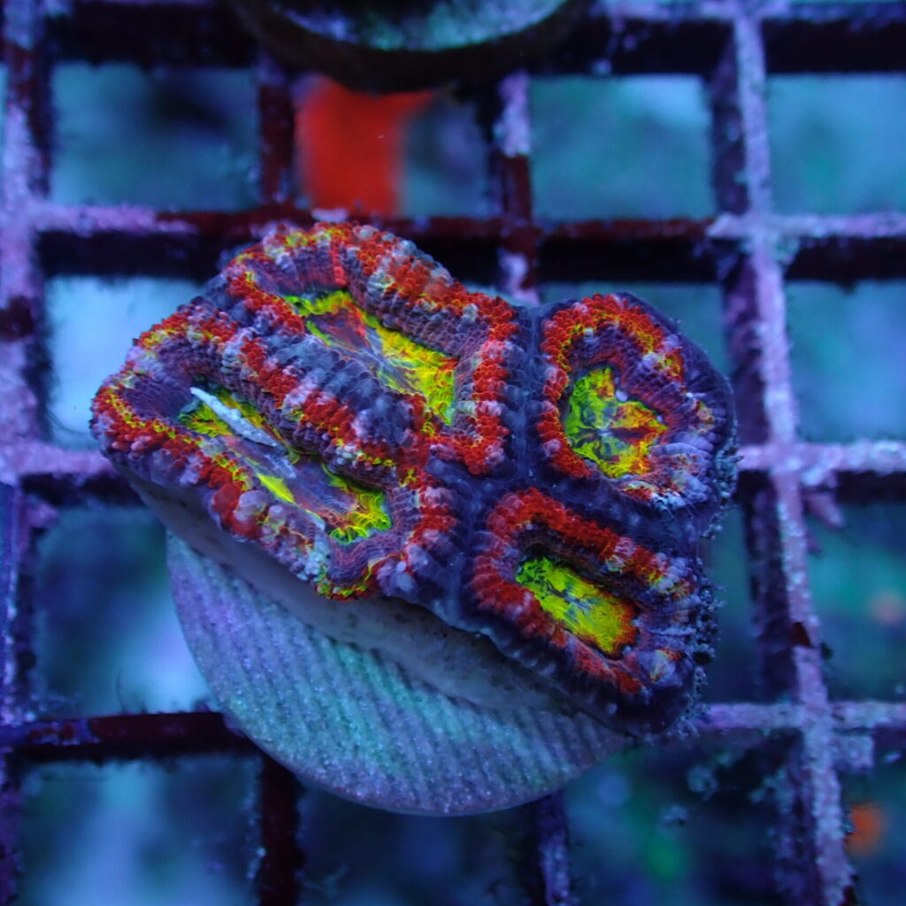 Acan Frag Ultra