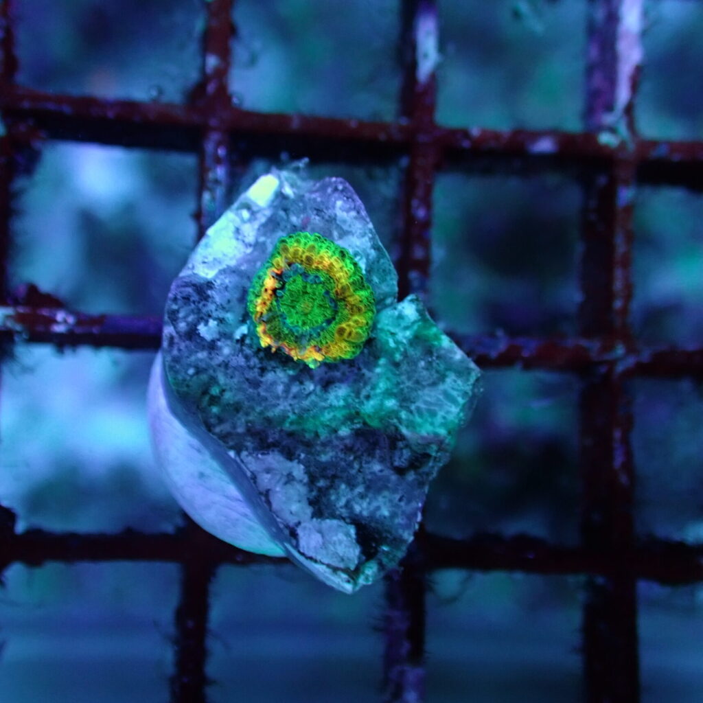 Trachyphyllia Captive Spawn Baby