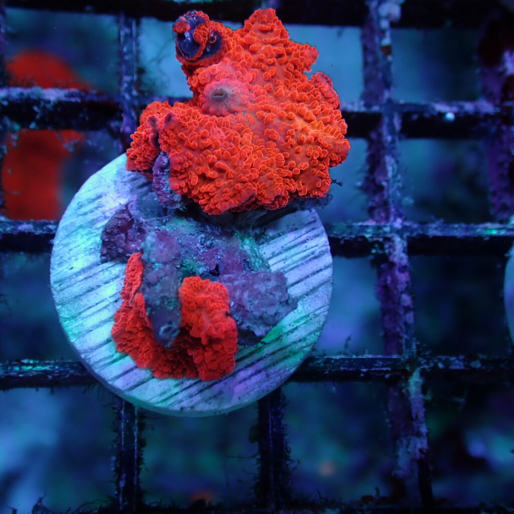 Discosoma Mushroom Red Frag