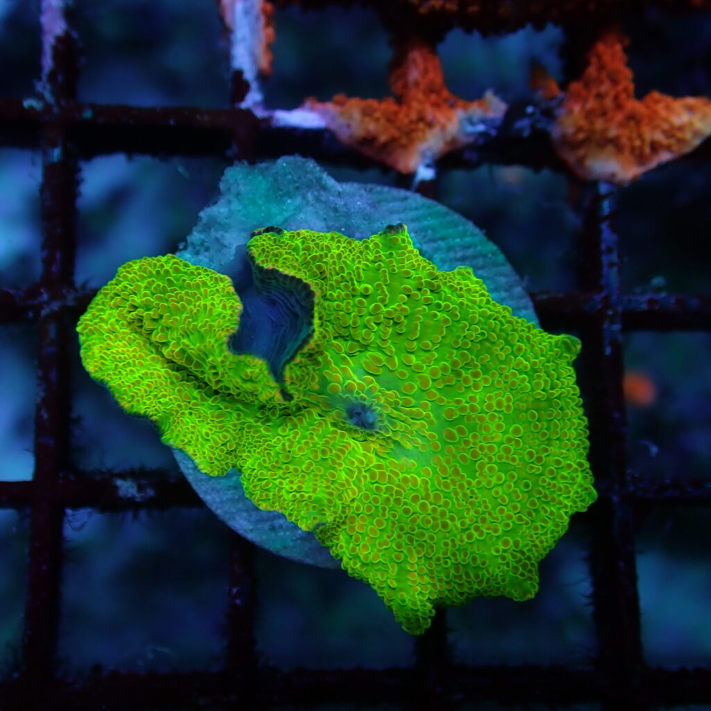 Discosoma Mushroom Green Frag