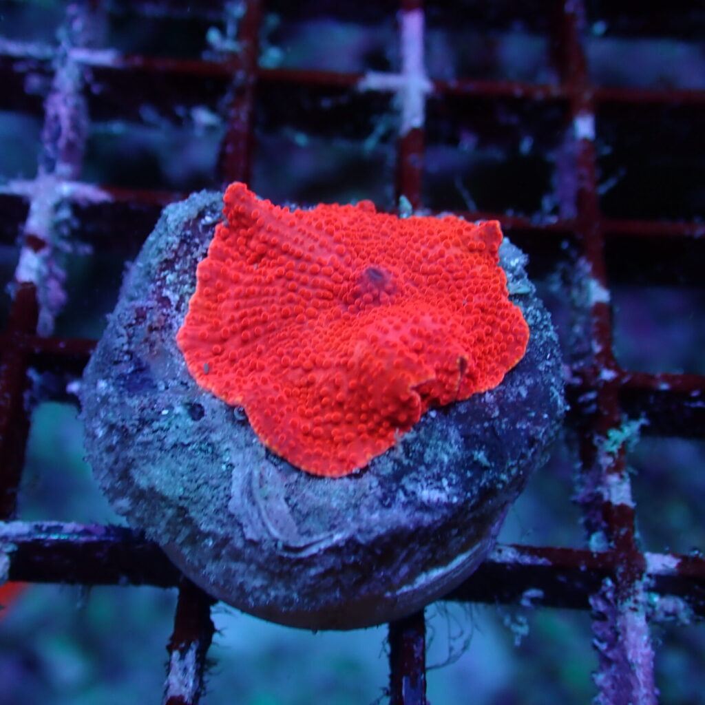 Discosoma Mushroom Red Frag