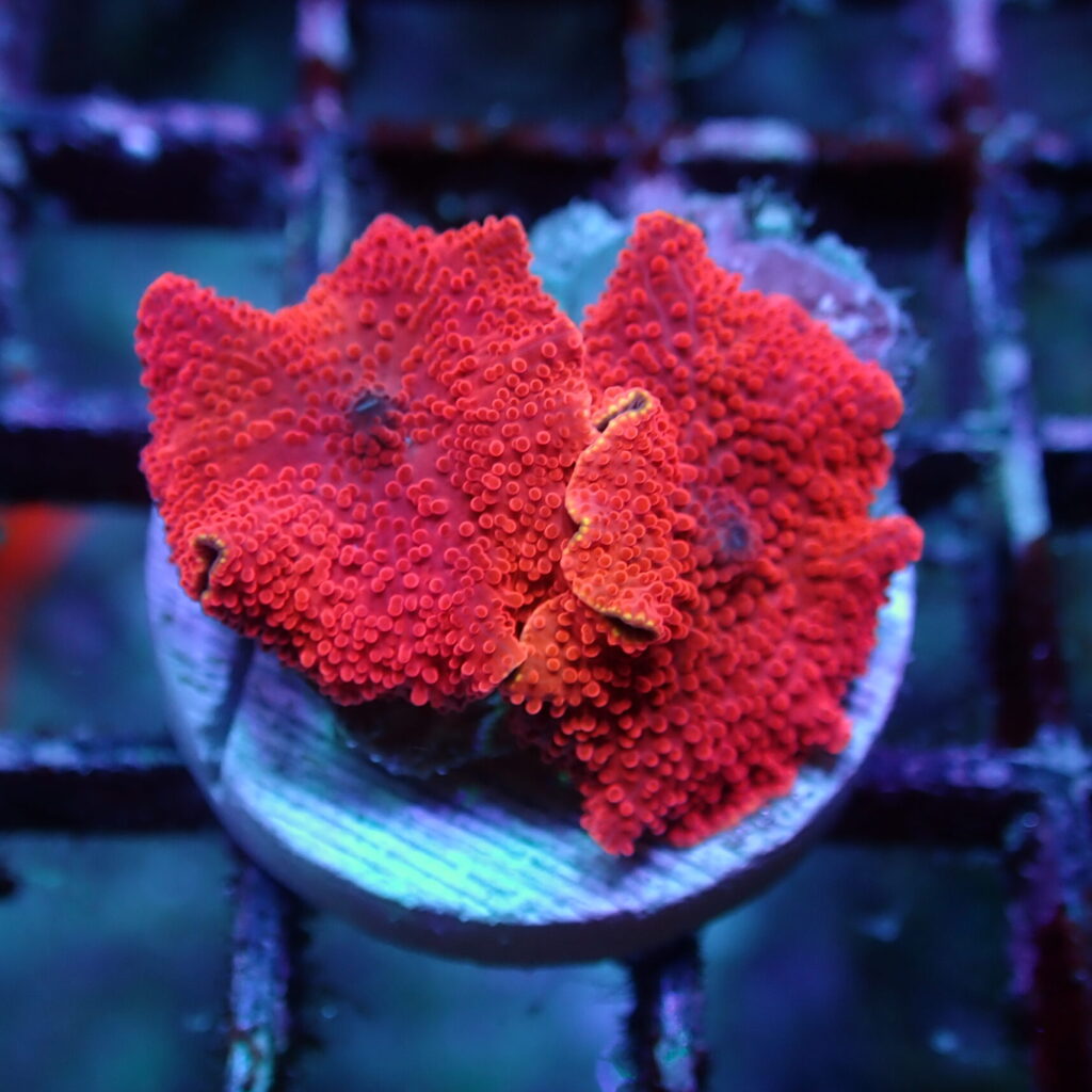 Discosoma Mushroom Red Frag