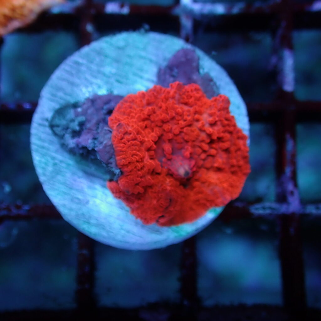 Discosoma Mushroom Red Frag