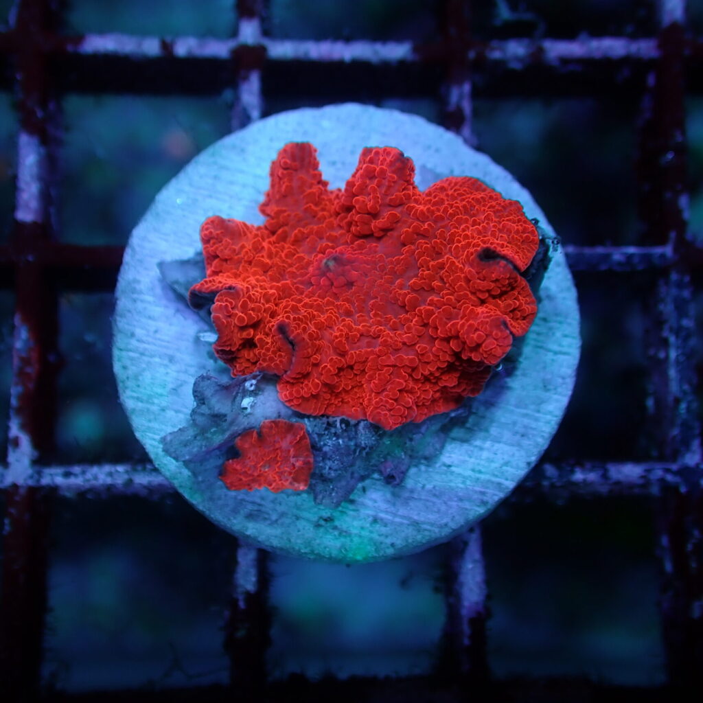 Discosoma Mushroom Red Frag