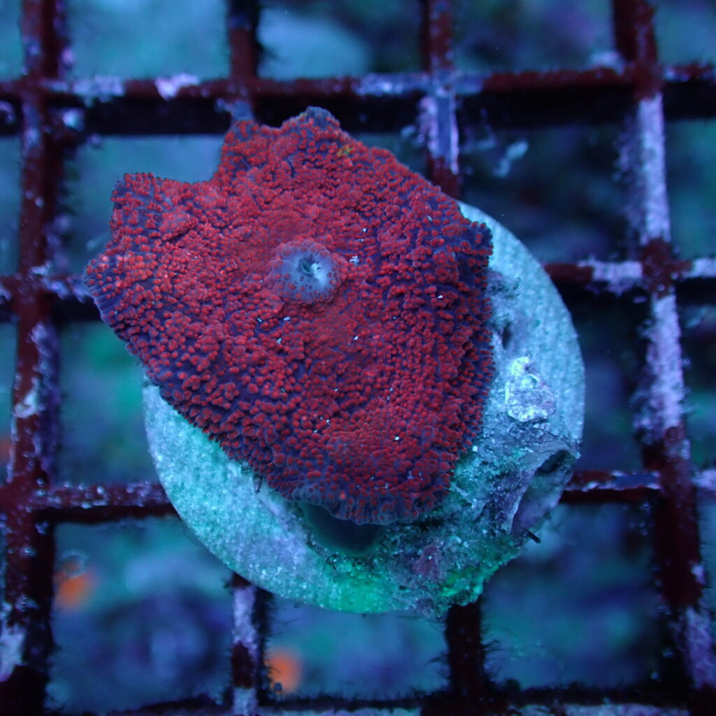 Discosoma Mushroom Red Frag