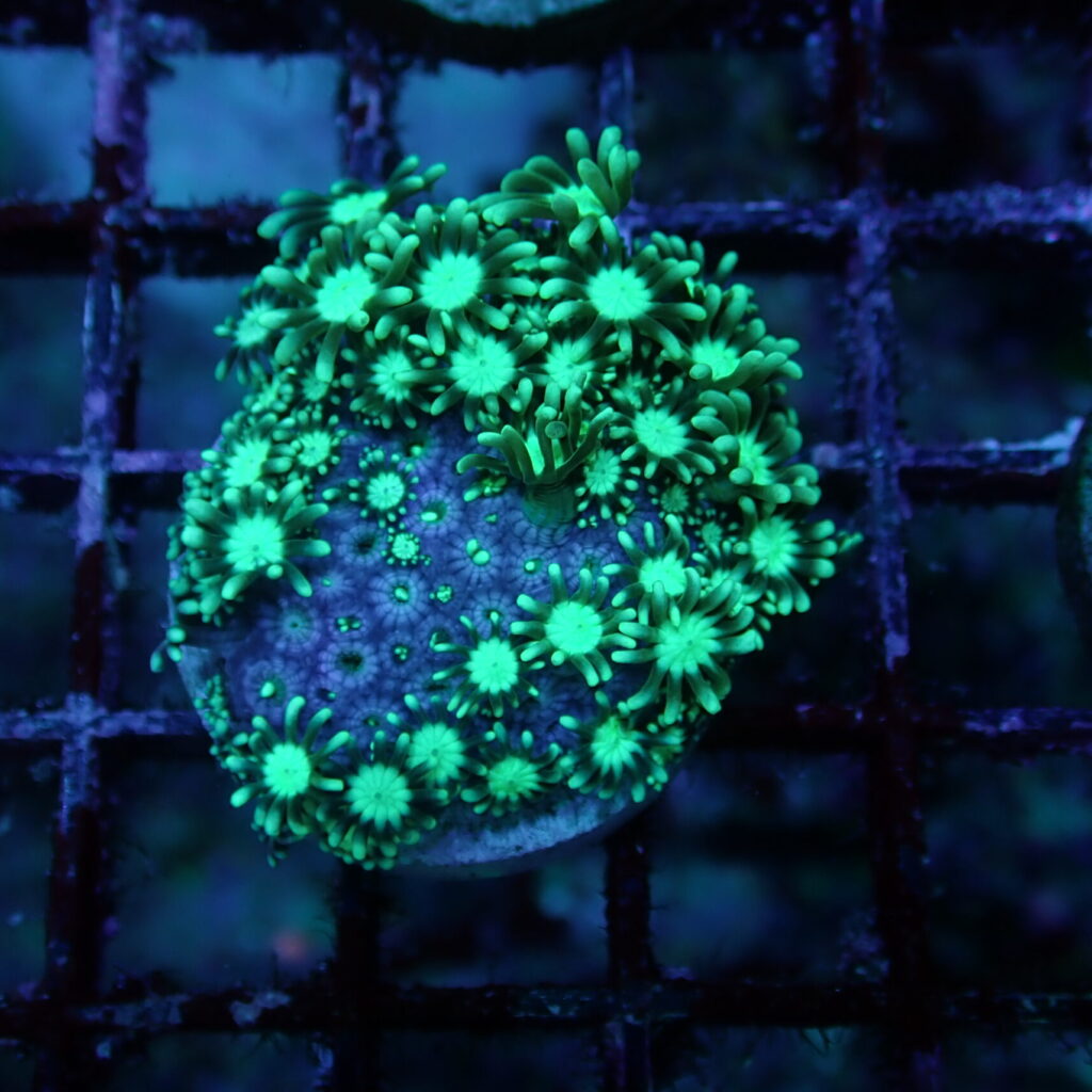 Alveopora Frag